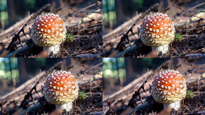 秋天的毒蝇伞。秋天森林里的木木兰。毒蘑菇。