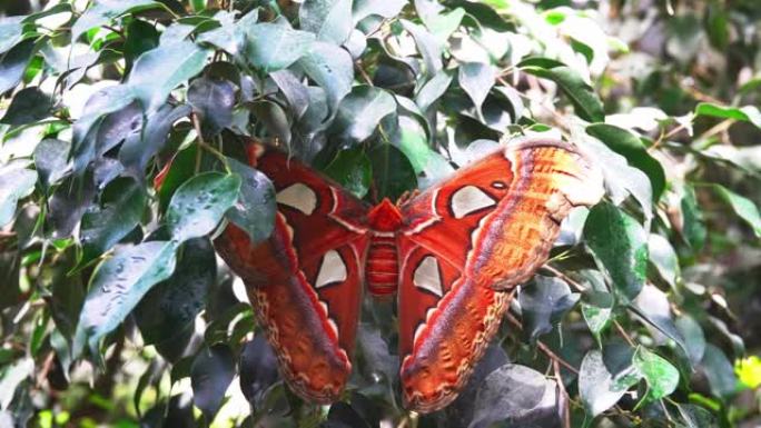 巨大的异国蝴蝶图集