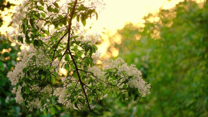 春天夕阳下的白色流苏树