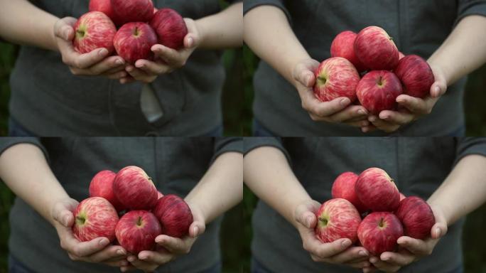 用成熟的红苹果关闭女性的手。充满新鲜苹果的雌性棕榈树在相机上收获。