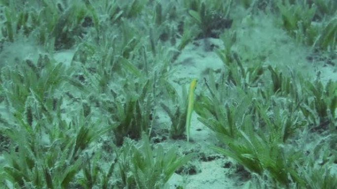 黄色蠕虫鱼在沙底覆盖的海草上游泳。Onespot蠕虫鱼或蠕虫虎鱼 (Gunnellichthys m