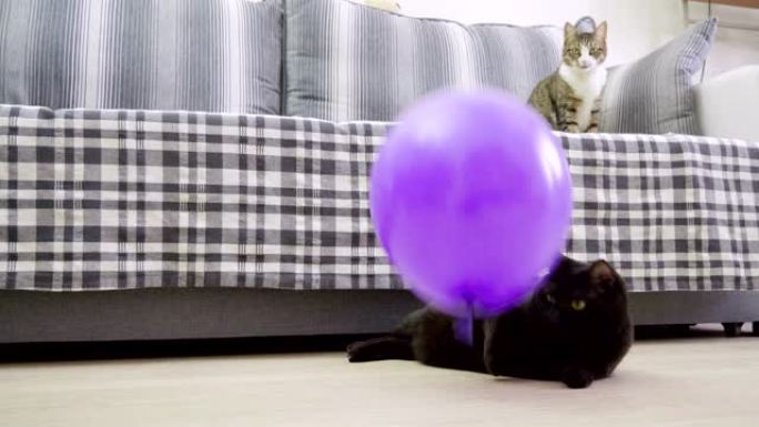 宠物。一只黑猫玩紫罗兰色气球并炸毁它。4K