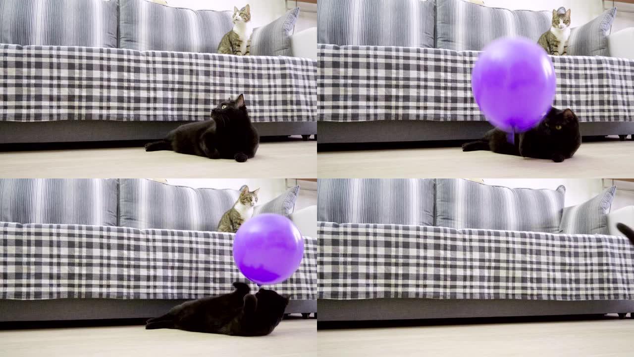 宠物。一只黑猫玩紫罗兰色气球并炸毁它。4K