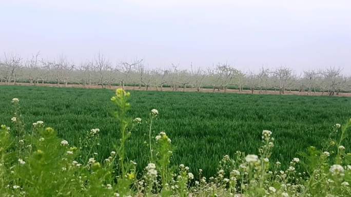 麦田 苹果花 田野 烧酒