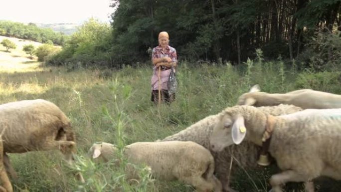 高级妇女站着看着大自然中的绵羊和山羊群