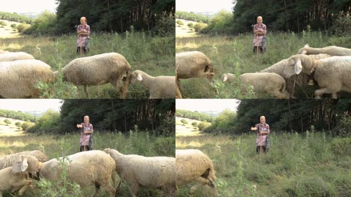 高级妇女站着看着大自然中的绵羊和山羊群