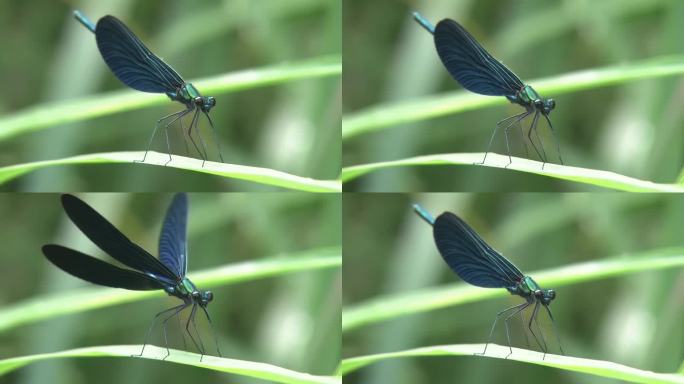 4K超高清蓝色蜻蜓展翅动作