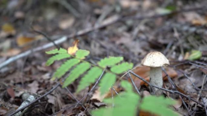 森林里的蘑菇。蘑菇飞轮