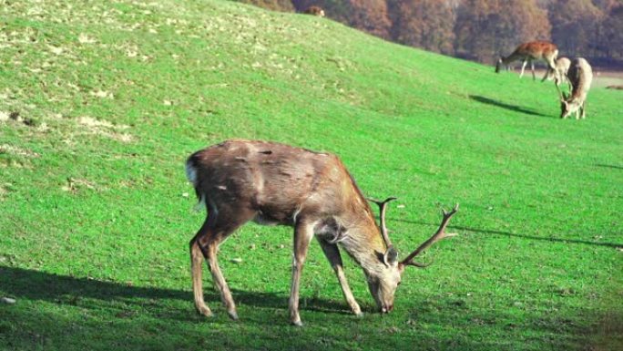 春天，小鹿在绿色草坪上吃草。农场里可爱的动物。慢动作。