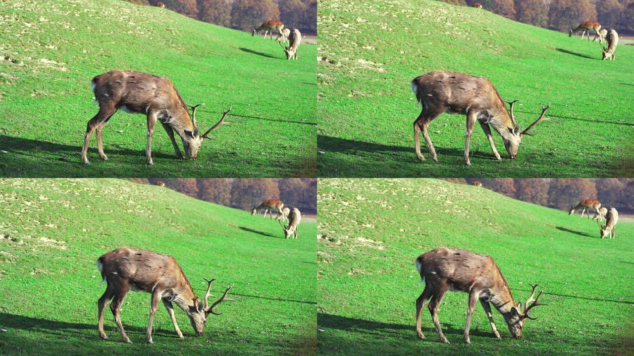 春天，小鹿在绿色草坪上吃草。农场里可爱的动物。慢动作。