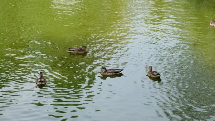 野生鸟类在它们的栖息地。鸭子在湖上游泳的运动。漂浮的鸟。一群鸭子在池塘的灌木丛中游泳