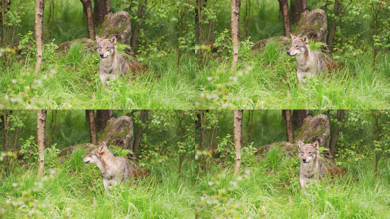 美丽的灰太狼在茂密的夏季森林中照顾猎物