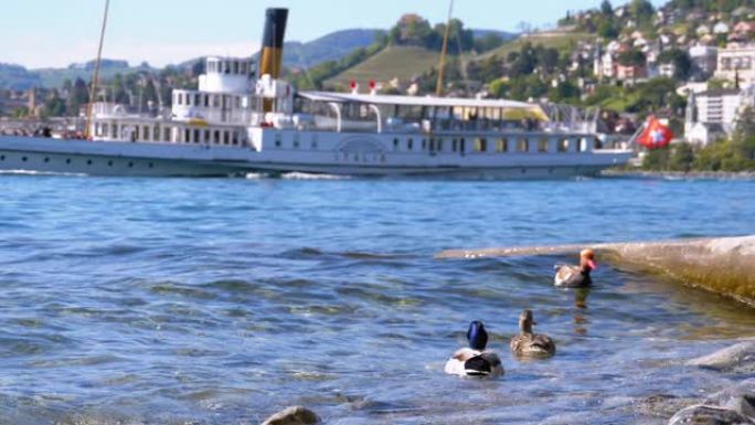 鸭子站在蓝湖日内瓦的防波堤上。瑞士蒙特勒路堤