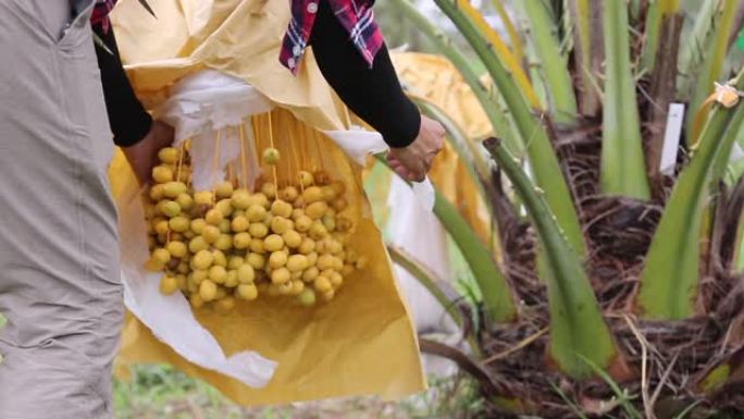 有机农场树上的新鲜椰枣树 (Phoenix dactylifera) 花束。