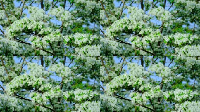 春天阳光下的白色流苏树