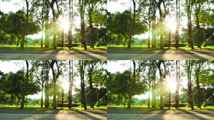 公园公园背景，树木和傍晚的阳光