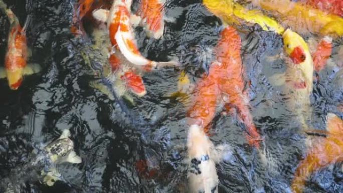 锦鲤鱼或鲤鱼在池塘里游泳。