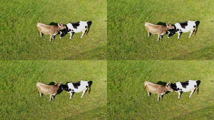 在秋天的草地上放牧的牛和山羊的无人机视图