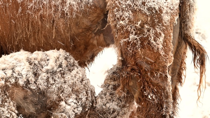 暴风雪 雪中骆驼 小骆驼 寒冷 恶略天气