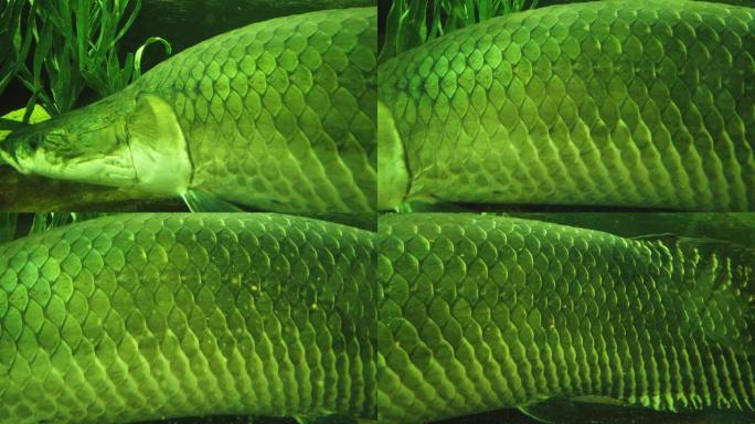 Arapaima gigas (皮拉鲁库)，最大的淡水鱼类