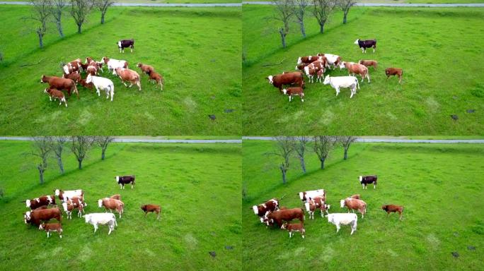 奶牛外出在草地上放牧
