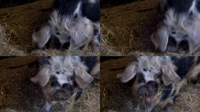 吃干草，受欢迎的荷兰猪品种，驯养的农场动物的bentheimer猪的特写镜头