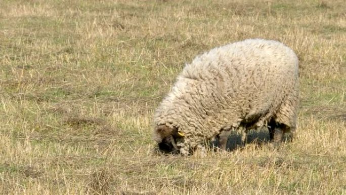 胖白羊在地上吃草
