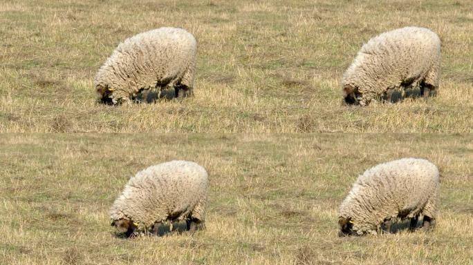 胖白羊在地上吃草