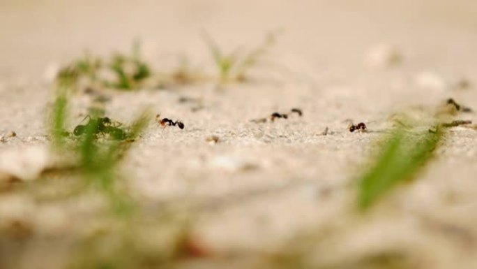 蚂蚁在铺满石头和植物的小路上搬运食物