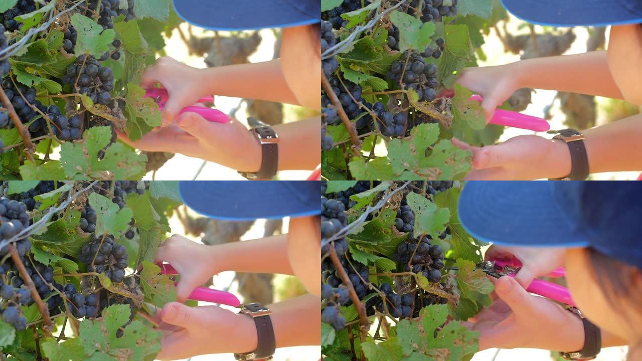 游客在葡萄酒场慢动作切割新鲜葡萄。