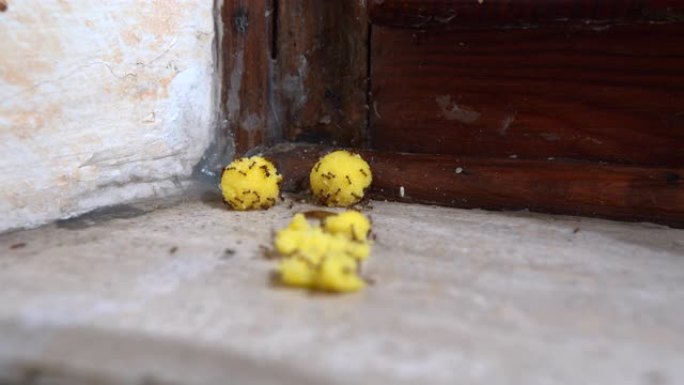 蚂蚁在洞内用有毒的黄色球逃逸的时间流逝的特写镜头。家里恶心的害虫。害虫引起的巨大疾病