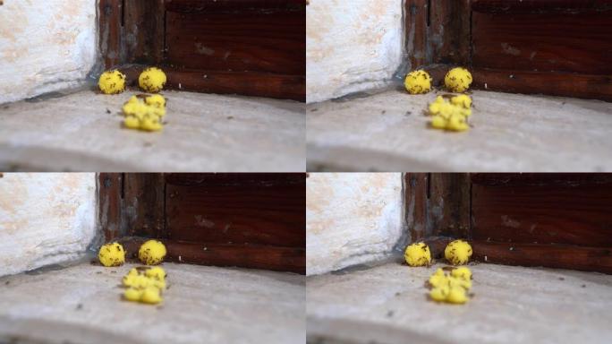 蚂蚁在洞内用有毒的黄色球逃逸的时间流逝的特写镜头。家里恶心的害虫。害虫引起的巨大疾病