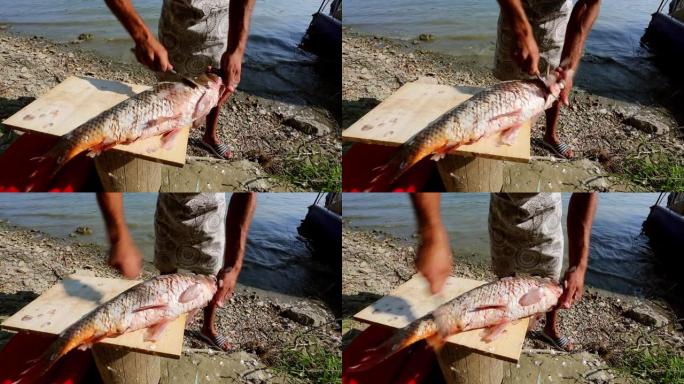 渔夫在多瑙河岸边清洗切割鲜鱼