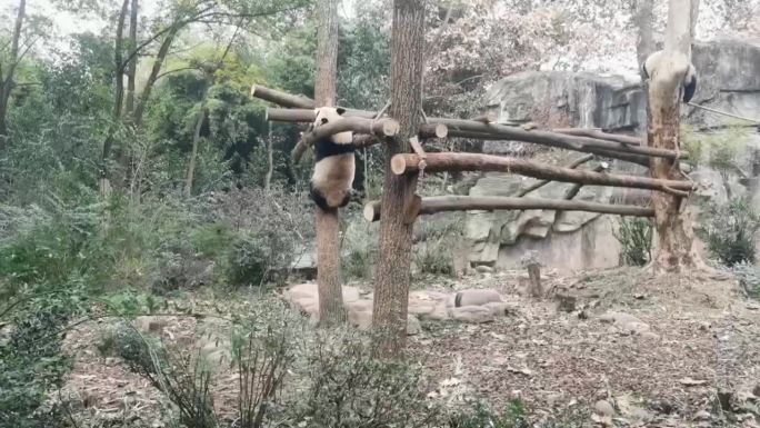 大熊猫攀爬