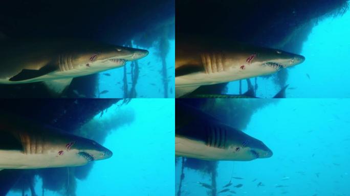 斑点参差不齐的齿鲨-沙虎鲨-正在沉船中游泳