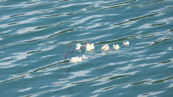 泸沽湖碧波上荡漾的“水性杨花”