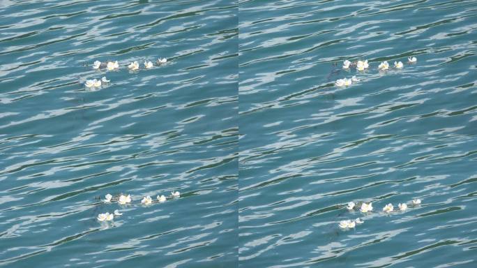 泸沽湖碧波上荡漾的“水性杨花”