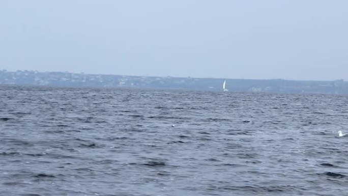 一艘白色帆的游艇漂浮在海河的水面上，迎着风，海鸥飞翔