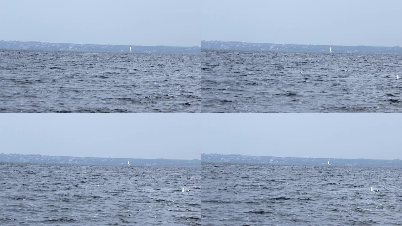 一艘白色帆的游艇漂浮在海河的水面上，迎着风，海鸥飞翔