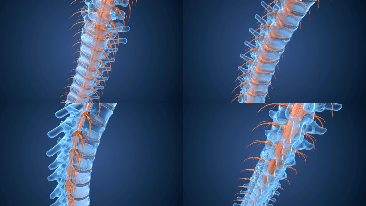 脊柱x线解剖视图。医学上准确的牙齿3D动画。