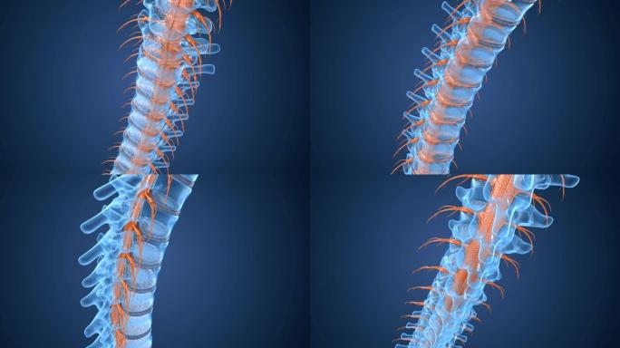 脊柱x线解剖视图。医学上准确的牙齿3D动画。