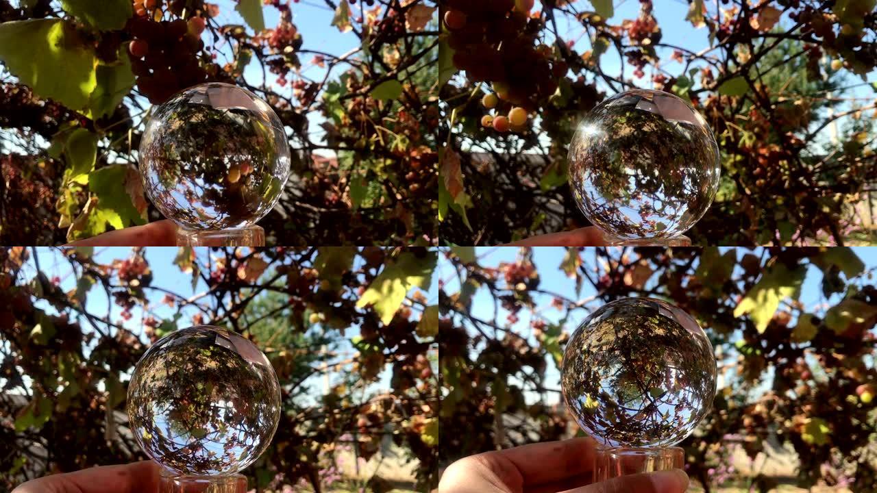 秋天的酿酒厂，葡萄园，女性手拿着神奇的水晶球，在美丽的自然景观与红葡萄，美丽的晴天