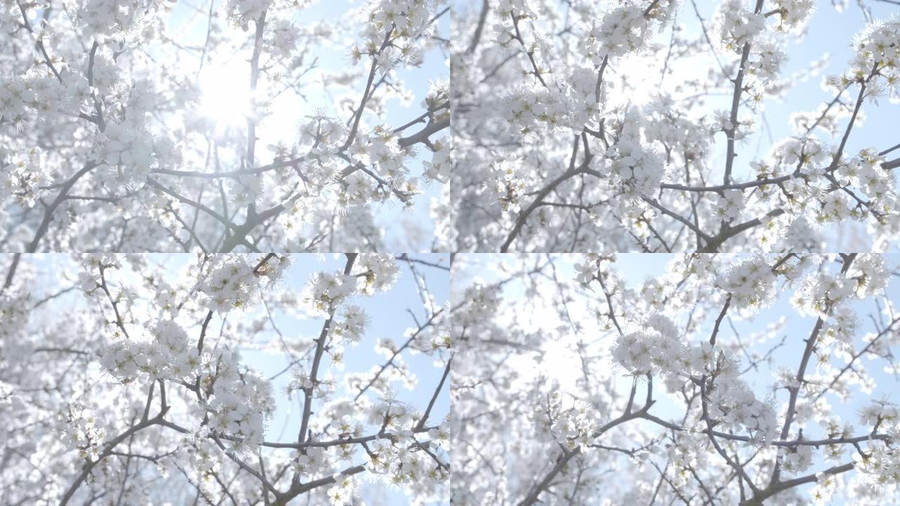 白色樱花樱花花对着天空的特写镜头