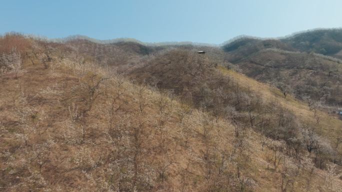 花海 梨花 冬去春来 旅游