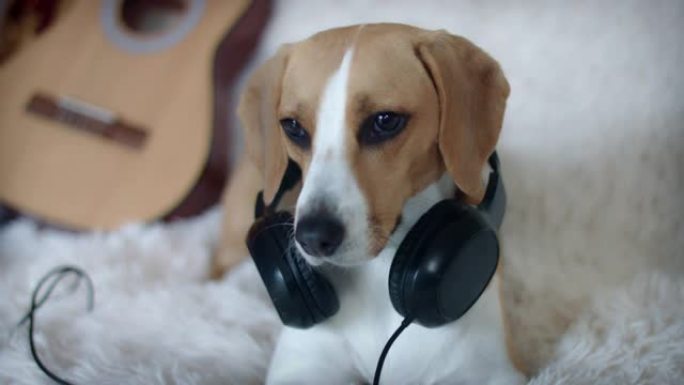 4k宠物比格犬戴着耳机在沙发上摆姿势