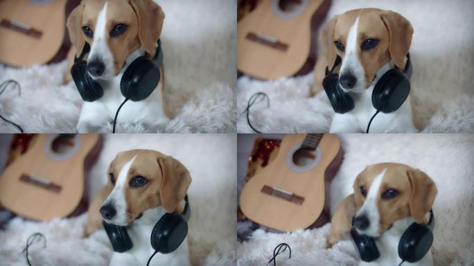 4k宠物比格犬戴着耳机在沙发上摆姿势