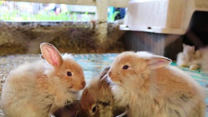 在乡村博览会上，三只可爱的蓬松小兔子用同一个银碗吃饭