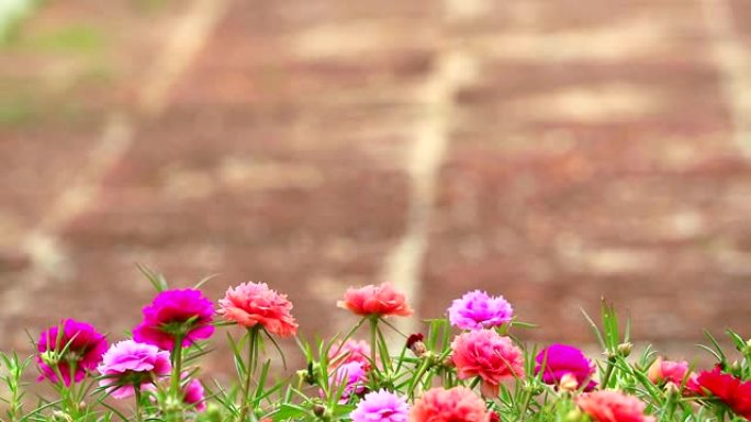 马齿苋，玫瑰摩西，太阳植物粉红色玫瑰花盛开在花园石地板背景