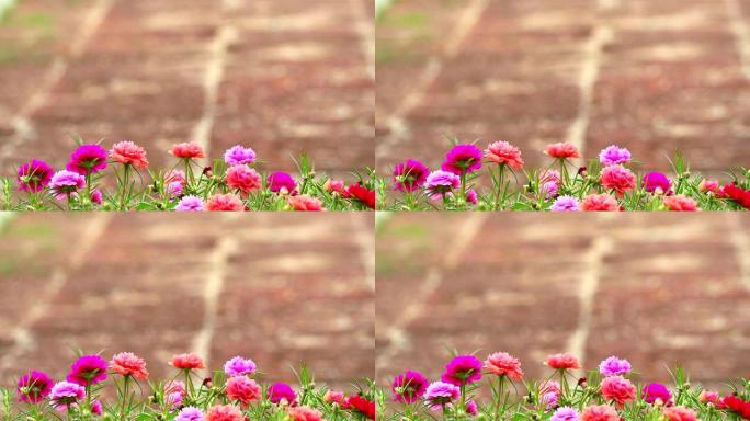 马齿苋，玫瑰摩西，太阳植物粉红色玫瑰花盛开在花园石地板背景