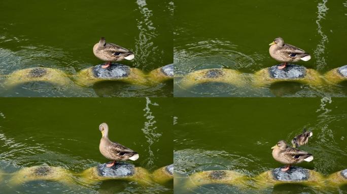 它们栖息地的野鸭。一只鹅在城镇公园的湖边刷羽毛